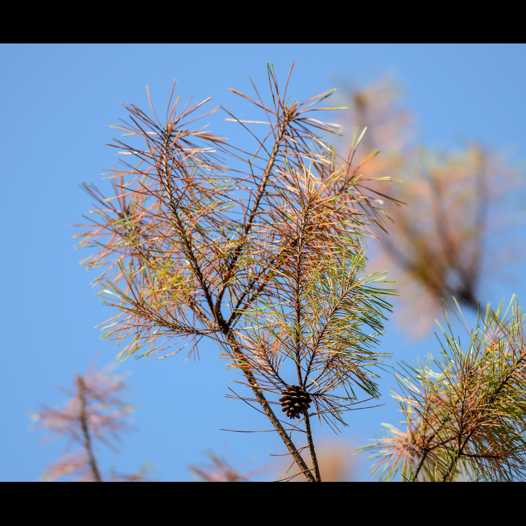 松色☆グラデーション