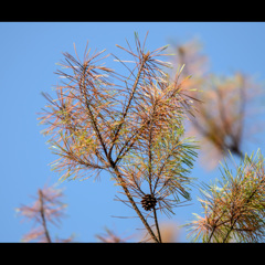 松色☆グラデーション