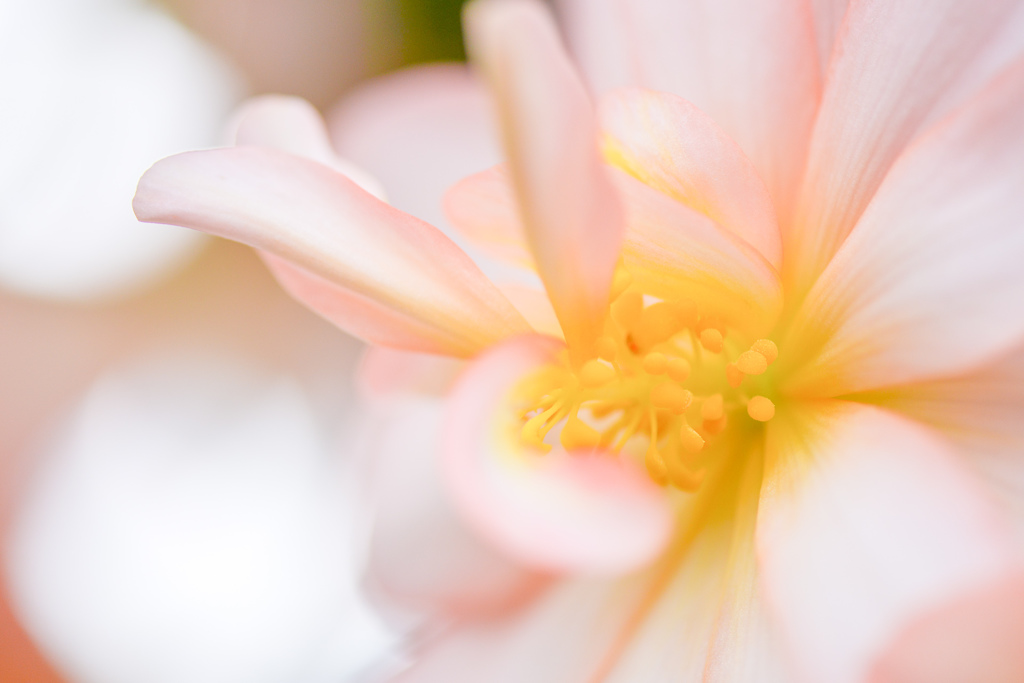イメージは花火？