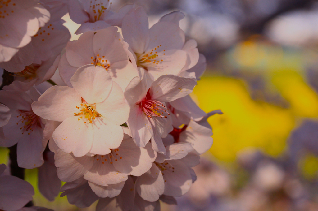 可憐な桜