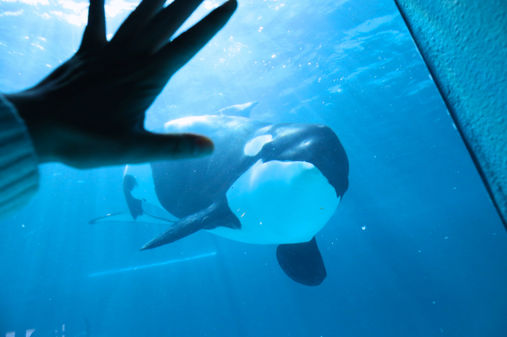 シャチのルーナ