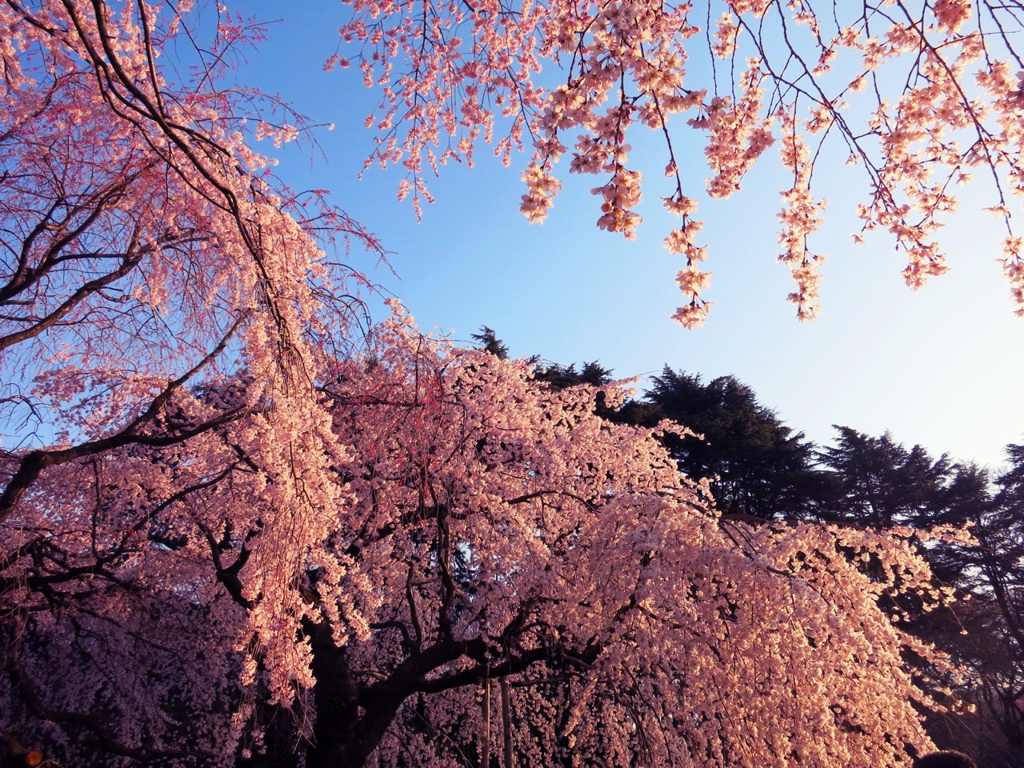 上からも桜が