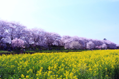 春、到来♪