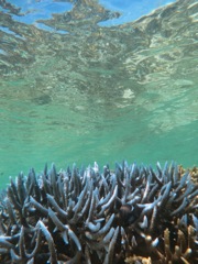 いきいきとした珊瑚礁