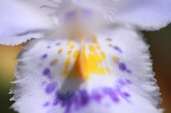 可憐なお花