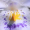 可憐なお花