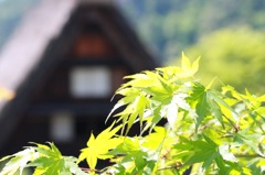 春のもみじ
