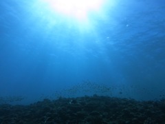 太陽のあたたかい光