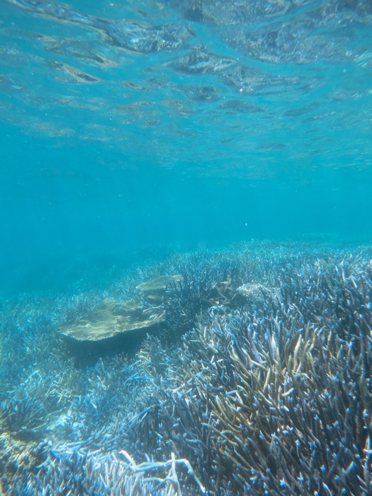 ハテルマブルー☆