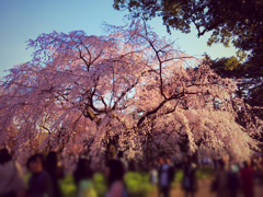 春の始まりは枝垂れ桜