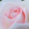 薔薇