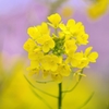 菜の花