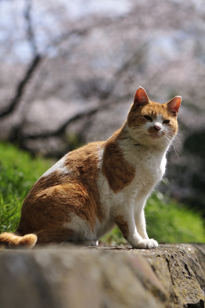 桜と猫と