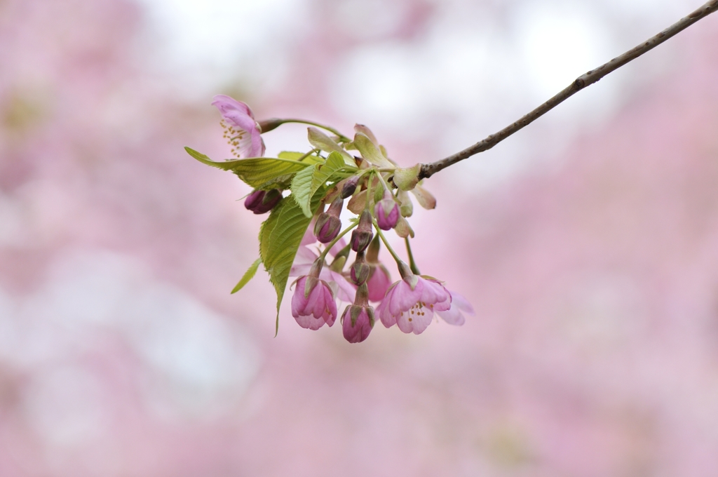 河津桜