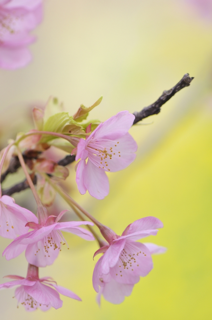 河津桜