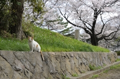 桜と猫と