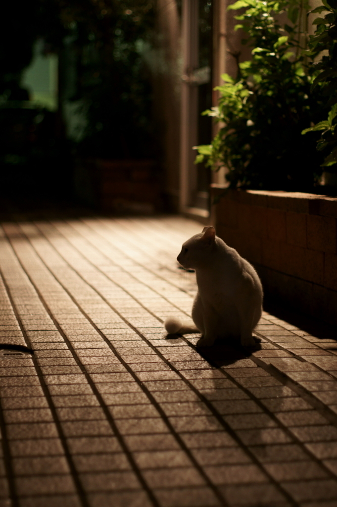 中華街の猫