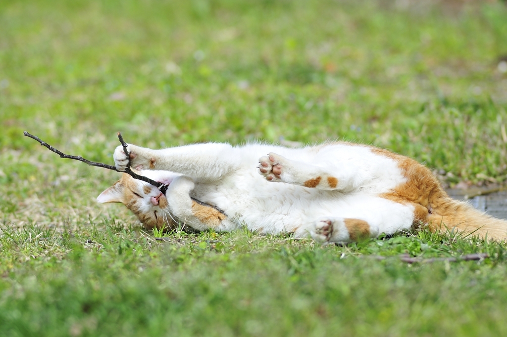 ねこ