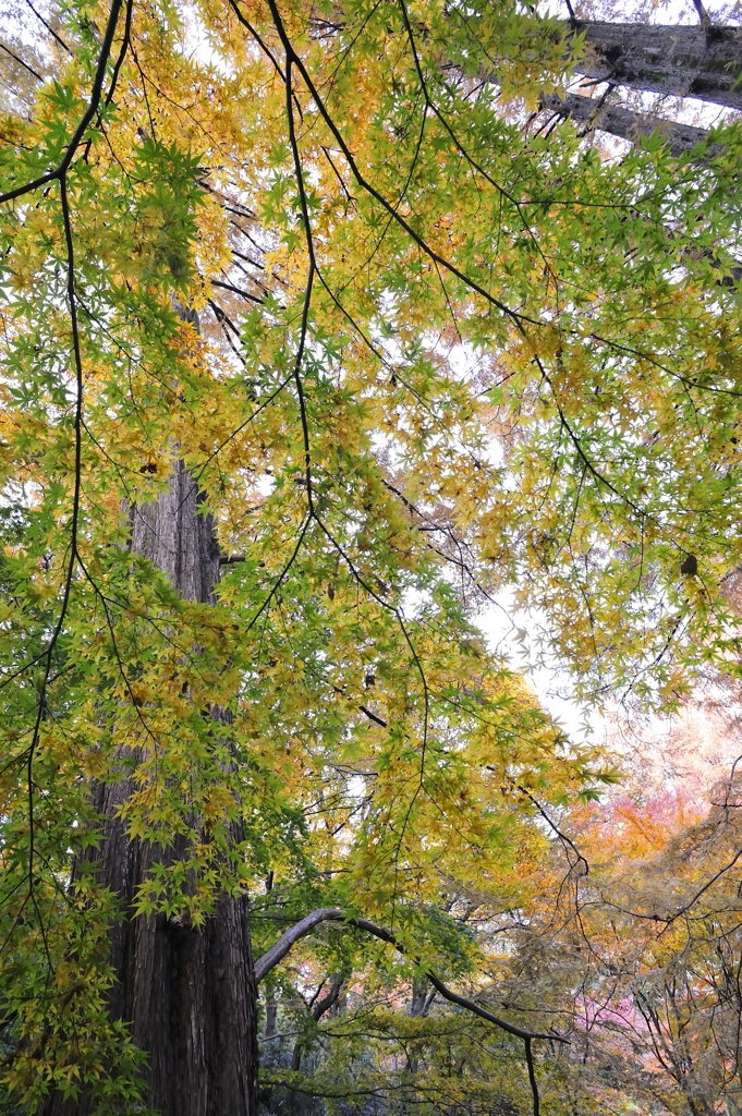 紅葉