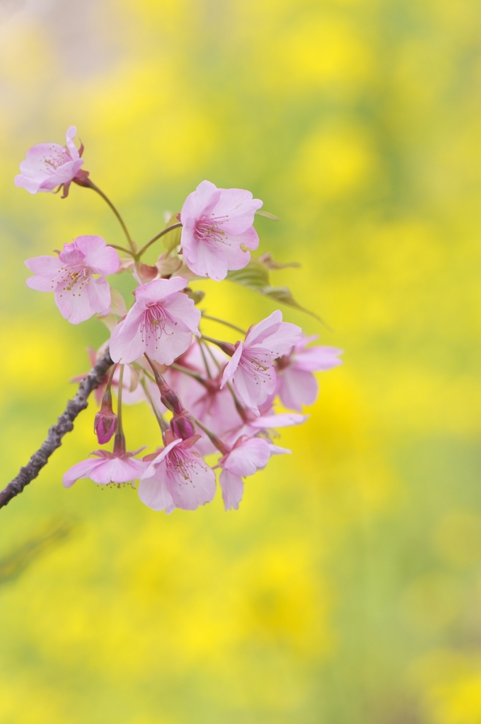 河津桜