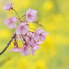 河津桜