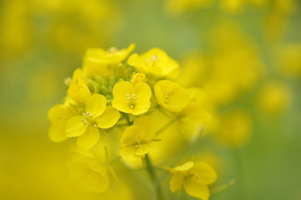 菜の花