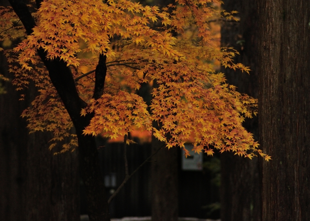 紅葉