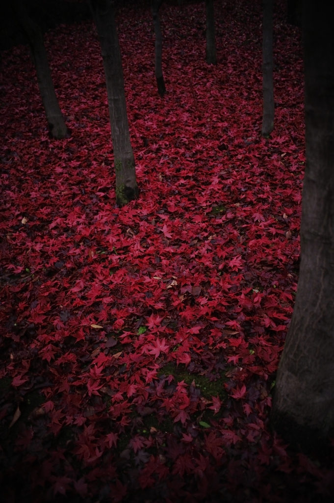 妖の森