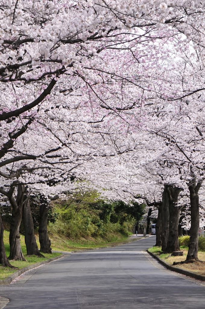 桜並木