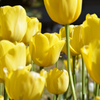 チューリップ