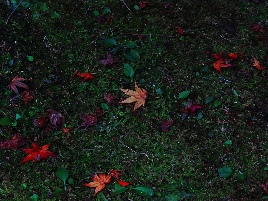 紅落