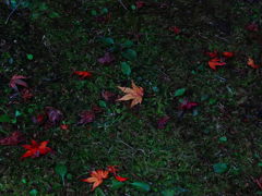 紅落