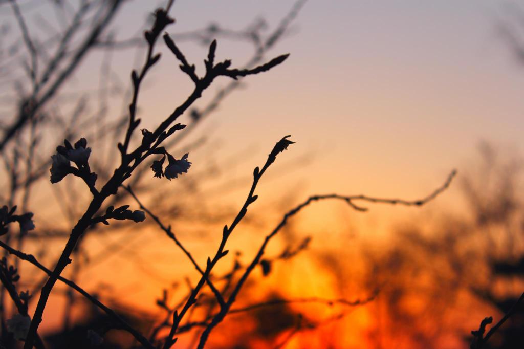 夕梅
