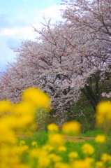 野に咲く花