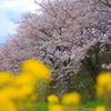 野に咲く花