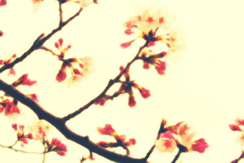 蕾桜