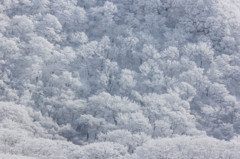 雪景色