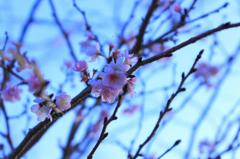 梅の花