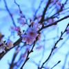 梅の花
