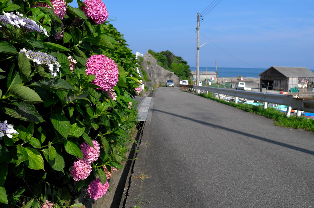 海の紫陽花