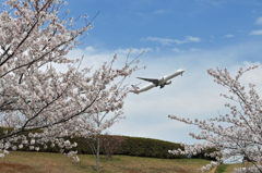 さくら＆エールフランスB-777