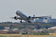 さくら＆ANA　B777