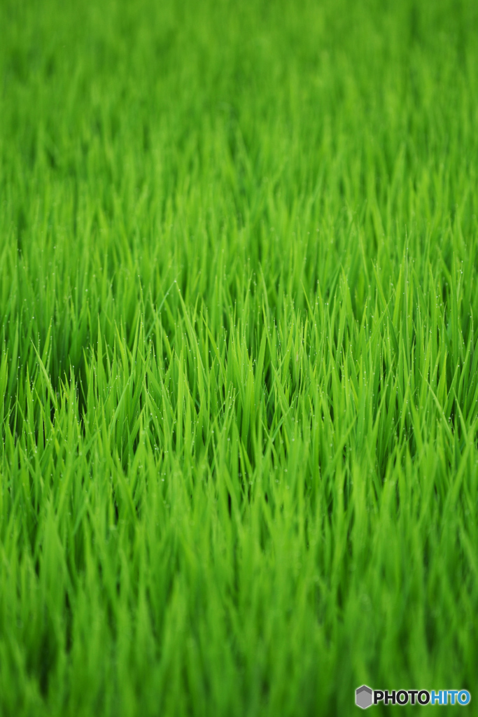 稲Green