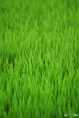 稲Green