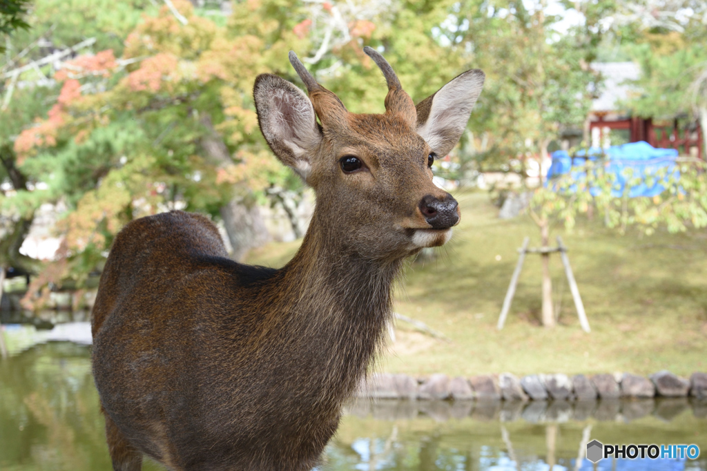 シカ科シカ属