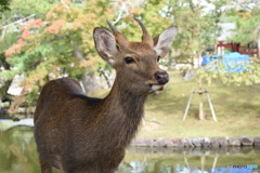 シカ科シカ属