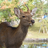 シカ科シカ属