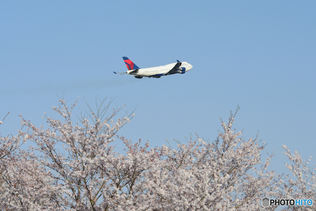 SAKURA＆Delta Air Lines 