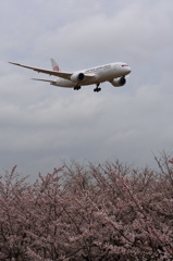 さくらの山＆787