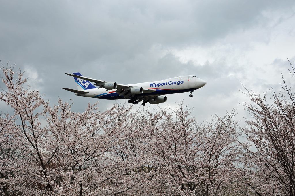 さくら＆NIPPON CARGO747-8